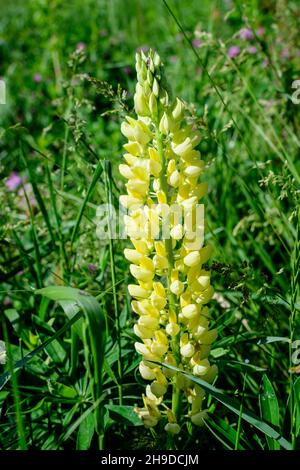 Nahaufnahme vieler lebhafter gelber Lupinusblüten, allgemein bekannt als Lupine oder Lupine, in voller Blüte und grünem Gras in einem sonnigen Frühlingsgarten, wunderschön ou Stockfoto