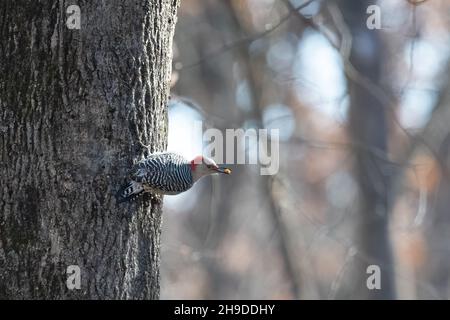 Ein weiblicher Rotbauchspecht (Melanerpes carolinus) auf einem Baum mit einem Rost im Schnabel in Michigan, USA. Stockfoto