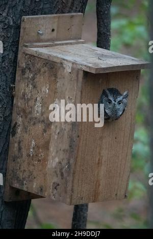 Eine Graue Morph Eastern Screech Owl (Megascops asio), die ihren Kopf aus einem hölzernen Vogelhaus, das an einem Baum in Michigan, USA, befestigt ist, streut. Stockfoto