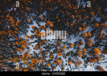 Luftaufnahme von mehrfarbigen Lärchen im mit Schnee bedeckten Herbstwald Stockfoto