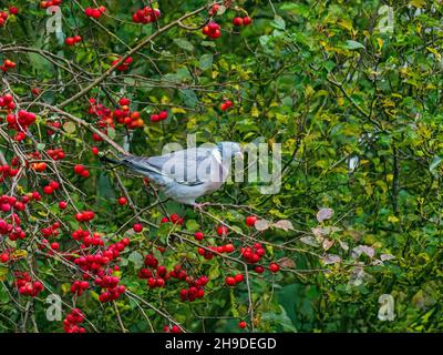 Holztaube Columba palumbus füttert Crataegus persimilis 'Prunifolia' Beeren Stockfoto