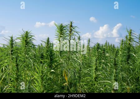 Industrielle Hanfhalme auf blauem Himmel Hintergrund Stockfoto
