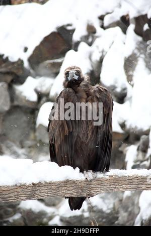 Tiere in freier Wildbahn - Porträt eines schwarzen Geiers, der auf einem verschneiten Ast sitzt Stockfoto