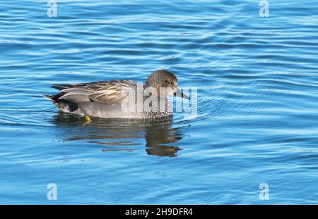 Männlich oder drake Gadwall (Anas strepera) Stockfoto