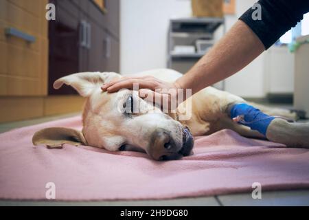 Alter Hund im Tierkrankenhaus. Tierbesitzer streichelte seine kranke labrador Retriever nach einer Operation. Stockfoto