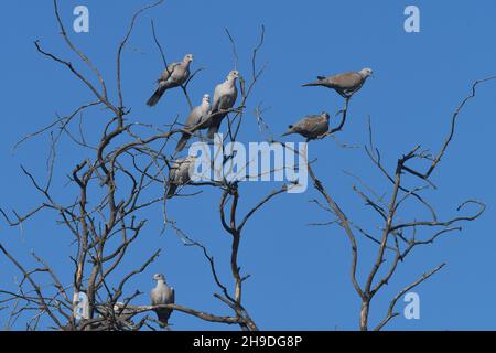 Tauben am Baum Stockfoto