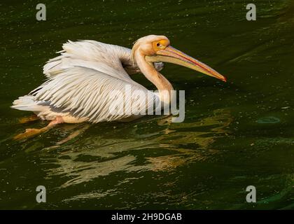 Rosa Pelikan schwimmt in einem See Stockfoto