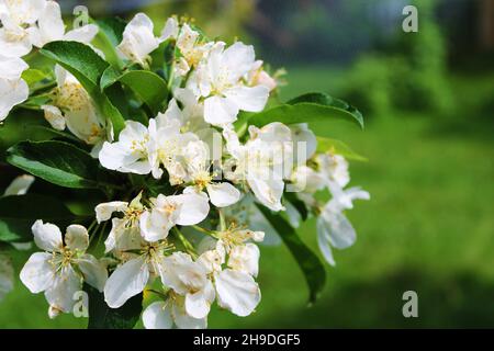 Nahaufnahme von weißen Apfelblüten auf einem Apfelbaum Stockfoto