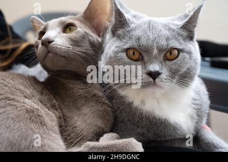 Beste Freunde. Orientalisches und britisches Kurzhaar umarmen sich. Stockfoto