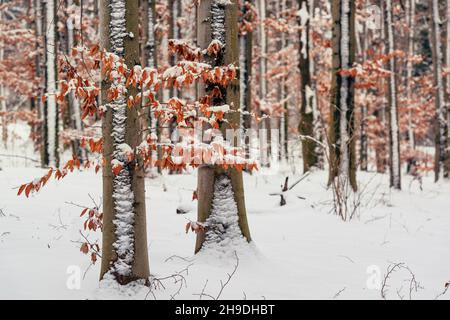 Wintersaison im Park. Erster Schneefall. Herbstblätter bedeckt vom ersten Schnee Stockfoto