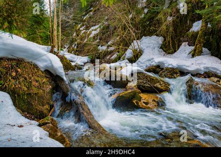 Landschaftlich schöner Winterwasserfall. Schmelzwasserströme in den Karpaten. Stockfoto