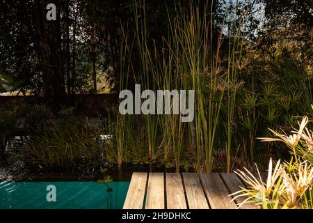 Rush Pflanze und Bambus neben dem Swimmingpool in Mexiko natürliche Außen Luxus in Mexiko Stockfoto