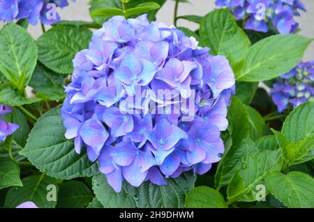 Große blaue Blüten von Hortensia macrophylla oder Hortensia Strauch in voller Blüte in einem Blumentopf, mit frischen grünen Blättern im Hintergrund, in einem Garten i Stockfoto