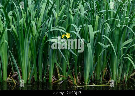 Zarte wilde gelbe Iris Blume in voller Blüte, in einem Garten an einem sonnigen Sommertag, schöne Outdoor-Blumenhintergrund Stockfoto