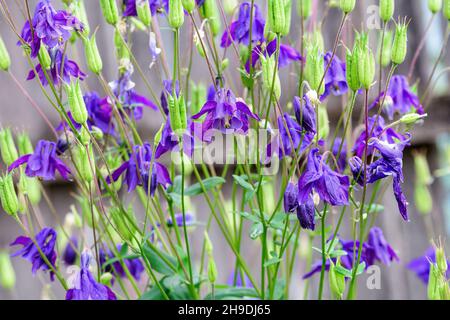 Nahaufnahme der blauen Blumen von Aquilegia Vulgaris, Europäische Säulenblumen im Garten in einem sonnigen Frühlingstag, schöne Outdoor-Blumen Hintergrund Foto Stockfoto