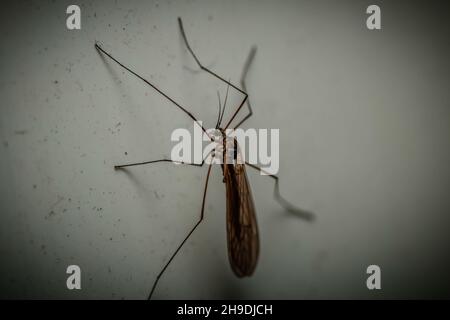 Moskito auf einer weißen Oberfläche Stockfoto