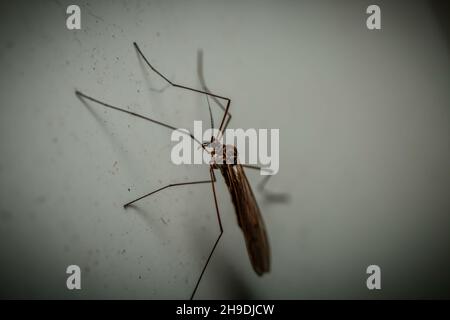 Moskito auf einer weißen Oberfläche Stockfoto