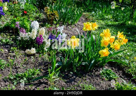 Gruppe von zarten weißen und vidid gelben Narzissenblüten in voller Blüte mit verschwommenem grünen Gras, in einem sonnigen Frühlingsgarten, schöne Outdoor-Blumen b Stockfoto