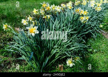 Gruppe von zarten weißen und vidid gelben Narzissenblüten in voller Blüte mit verschwommenem grünen Gras, in einem sonnigen Frühlingsgarten, schöne Outdoor-Blumen b Stockfoto