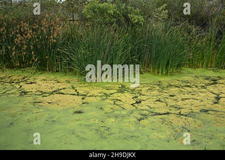 Algen im Flutkanal in den Ballona Wetlands, Los Angeles, Kalifornien, USA Stockfoto