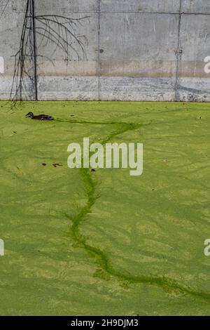 Entenschwimmen in Algen blüht in Ballona Wetlands Flutkanal, Playa Vista, Los Angeles, Kalifornien, USA Stockfoto