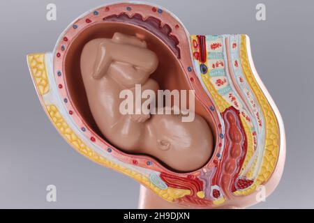 Nahaufnahme eines künstlichen Pseudo-Uterus mit Fötus auf grauem Hintergrund Stockfoto