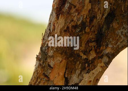 Das Foto zeigt, wie eine kleine Eidechse einen Baumstamm hochklettert. Der Stamm des Baumes ist braun und sehr strukturiert, die Fasern der Pflanze sind sichtbar. Der Stockfoto