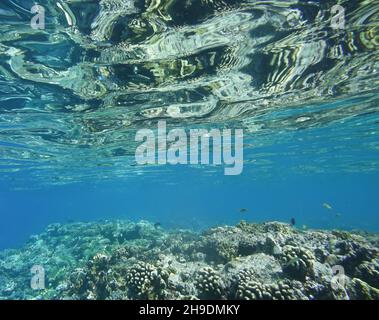 Schöner Unterwasserhintergrund, Riffboden Stockfoto