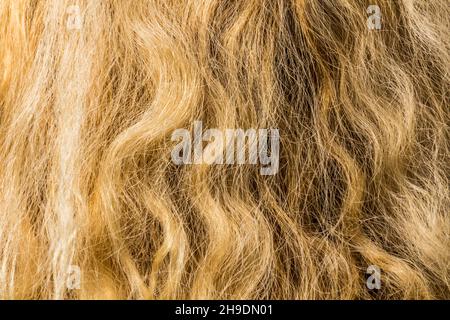 Detail der blonden lockigen Haare Stockfoto