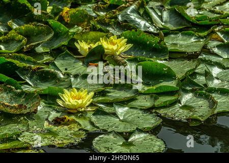 Gelbe Seerose, Nymphaea mexicana, im Bergpark Wilhelmshöhe. Kassel, Bergpark Wilhelmshöhe, Deutschland Stockfoto