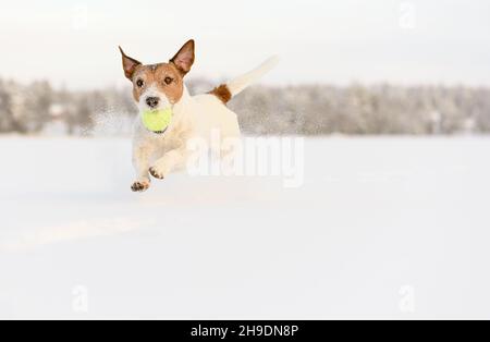 Aktiver sportlicher Hund, der beim Eislaufen mit Tennisball spielt und am sonnigen Wintertag durch tiefen Schnee springt Stockfoto