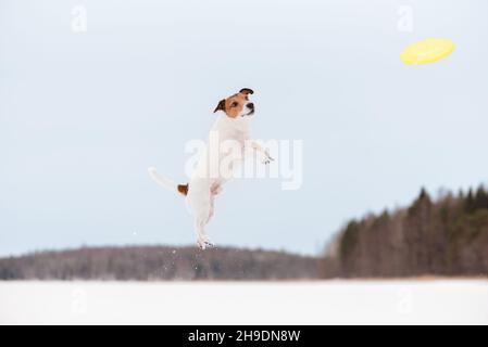 Flinkiger junger Hund, der am Wintertag auf dem Eis des gefrorenen Sees fliegende Plastikscheiben anfängt Stockfoto