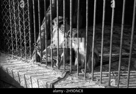 Poznañ, 1947-10. Stare Zoo. Poznañskie Zoo tu¿ po wojnie przejê³o okazy ze zniszczonego podczas walk Zoo we Wroc³awiu, a tak¿e likwidowanego ogrodu w Lesznie. NZ. Koczkodany. wb/gr PAP Dok³adny dzieñ wydarzenia nieustalony. Posen, 1947. Okt. Der alte Zoo. Nach WW2 adoptierte der Posener Zoo Tiere aus dem WW2 zerstörten Breslauer Zoo sowie aus dem liquidierten zoologischen Garten in Leszno. Abgebildet: Schreck. wb/gr PAP Stockfoto