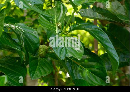 Das Foto zeigt eine Noni-Frucht, die an einem Baum hängt. Der Morinda-Baum ist exotisch und in den Tropen heimisch. Fotoqualität in HD. Glänzende dunkelgrüne Blätter und Stockfoto