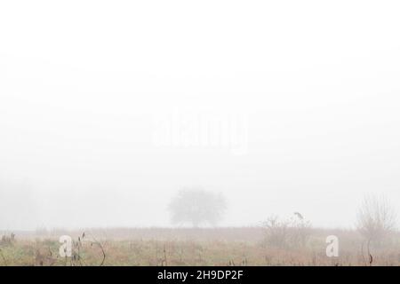 Einsamer einzelner Baum auf dem Feld umhüllt im Morgennebel Herbst Stockfoto