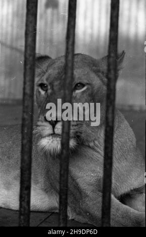 Poznañ, 1947-10. Stare Zoo. Poznañskie Zoo tu¿ po wojnie przejê³o okazy ze zniszczonego podczas walk Zoo we Wroc³awiu, a tak¿e likwidowanego ogrodu w Lesznie. NZ. Lwica. wb/gr PAP Dok³adny dzieñ wydarzenia nieustalony. Posen, 1947. Okt. Der alte Zoo. Der Zoo von Posen übernahm Tiere aus dem Zoo von Breslau, die während der Kämpfe beschädigt wurden, sowie aus einem liquidierten Zoo in Leszno. Im Bild: Eine Löwin. wb/gr PAP Stockfoto