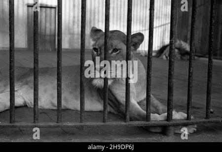 Poznañ, 1947-10. Stare Zoo. Poznañskie Zoo tu¿ po wojnie przejê³o okazy ze zniszczonego podczas walk Zoo we Wroc³awiu, a tak¿e likwidowanego ogrodu w Lesznie. NZ. Lwica. wb/gr PAP Dok³adny dzieñ wydarzenia nieustalony. Posen, 1947. Okt. Der alte Zoo. Der Zoo von Posen übernahm Tiere aus dem Zoo von Breslau, die während der Kämpfe beschädigt wurden, sowie aus einem liquidierten Zoo in Leszno. Im Bild: Eine Löwin. wb/gr PAP Stockfoto