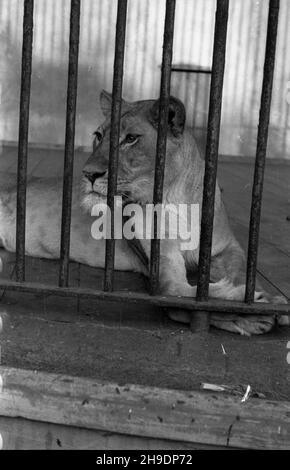 Poznañ, 1947-10. Stare Zoo. Poznañskie Zoo tu¿ po wojnie przejê³o okazy ze zniszczonego podczas walk Zoo we Wroc³awiu, a tak¿e likwidowanego ogrodu w Lesznie. NZ. Lwica. wb/gr PAP Dok³adny dzieñ wydarzenia nieustalony. Posen, 1947. Okt. Der alte Zoo. Der Zoo von Posen übernahm Tiere aus dem Zoo von Breslau, die während der Kämpfe beschädigt wurden, sowie aus einem liquidierten Zoo in Leszno. Im Bild: Eine Löwin. wb/gr PAP Stockfoto