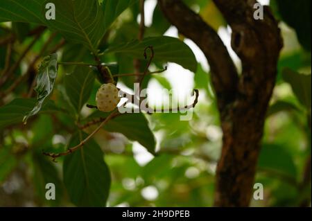 Das Foto zeigt eine Noni-Frucht, die an einem Baum hängt. Der Morinda-Baum ist exotisch und in den Tropen heimisch. Fotoqualität in HD. Glänzende dunkelgrüne Blätter und Stockfoto