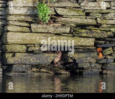 Hund (Rüde) Otter ruht in Loch in der Wand, River Teifi, Cardigan, Wales Stockfoto