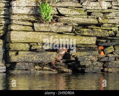 Hund (Rüde) Otter ruht in Loch in der Wand, River Teifi, Cardigan, Wales Stockfoto