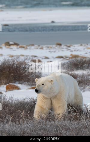 Kanada, Manitoba, Churchill. Reifer Eisbär (WILD: Ursus maritimus) entlang der Küste der Hudson's Bay wartet darauf, dass er gefriert. Stockfoto