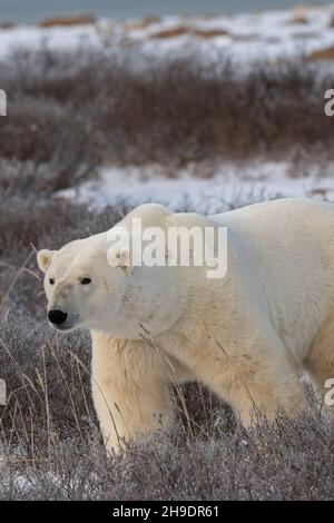 Kanada, Manitoba, Churchill. Reifer Eisbär (WILD: Ursus maritimus) Stockfoto