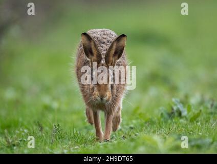 Eine Nahaufnahme eines sehr pelzigen braunen Hasen, der gerade in Richtung der Kamera raunte. Suffolk, Großbritannien. Stockfoto