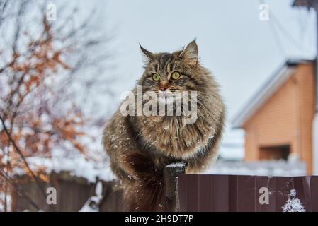 Eine große flauschige melierte Katze sitzt an einem bewölkten Wintertag an einem Zaun in der Nähe eines Dorfhauses. Stockfoto