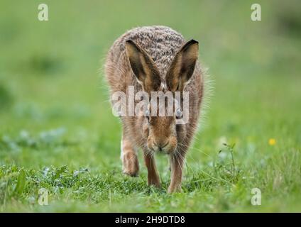 Eine Nahaufnahme eines sehr pelzigen braunen Hasen, der direkt auf die Kamera zusteuert. Suffolk, Großbritannien. Stockfoto