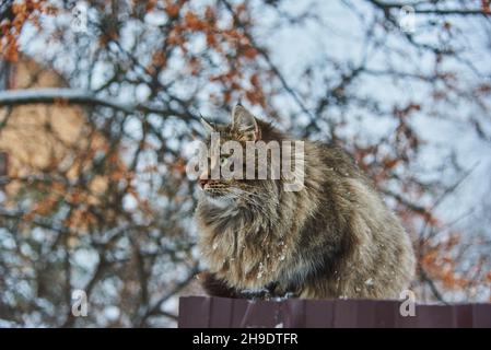 Eine große flauschige melierte Katze sitzt an einem bewölkten Wintertag an einem Zaun in der Nähe eines Dorfhauses. Stockfoto