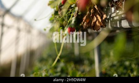 Erdbeeren in Tunnelgewächshäusern, Neuseeland, anbauen Stockfoto