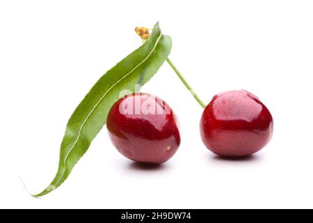 Kirsche, Kirschen, ganz, zwei, Blatt, Obst, weiß, rot, Hintergrund, frisch, Köstlich, rein, rund, weiß, glänzend, Steinobst, Frucht, Paar, süß, fo Stockfoto