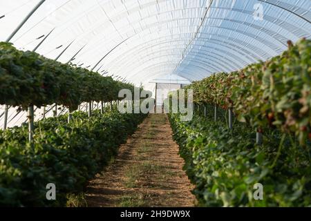 Erdbeeren in Tunnelgewächshäusern, Neuseeland, anbauen Stockfoto